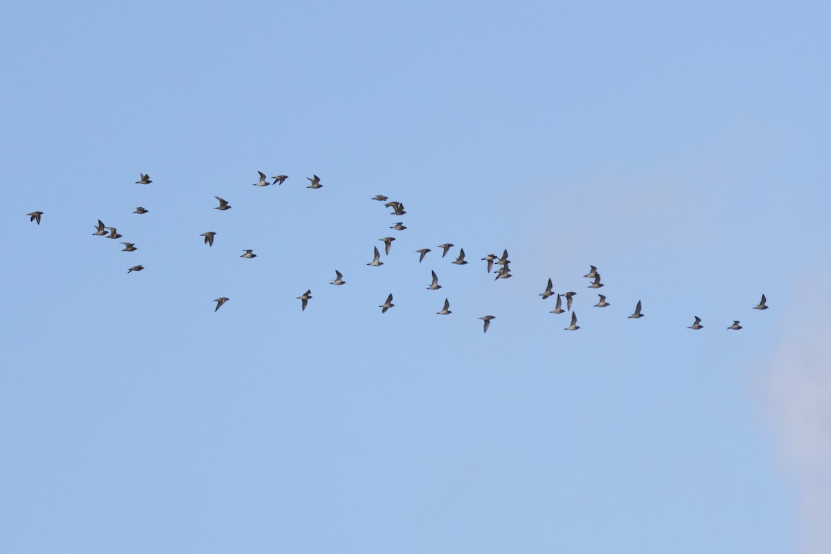 Сивка звичайна - ML645646491