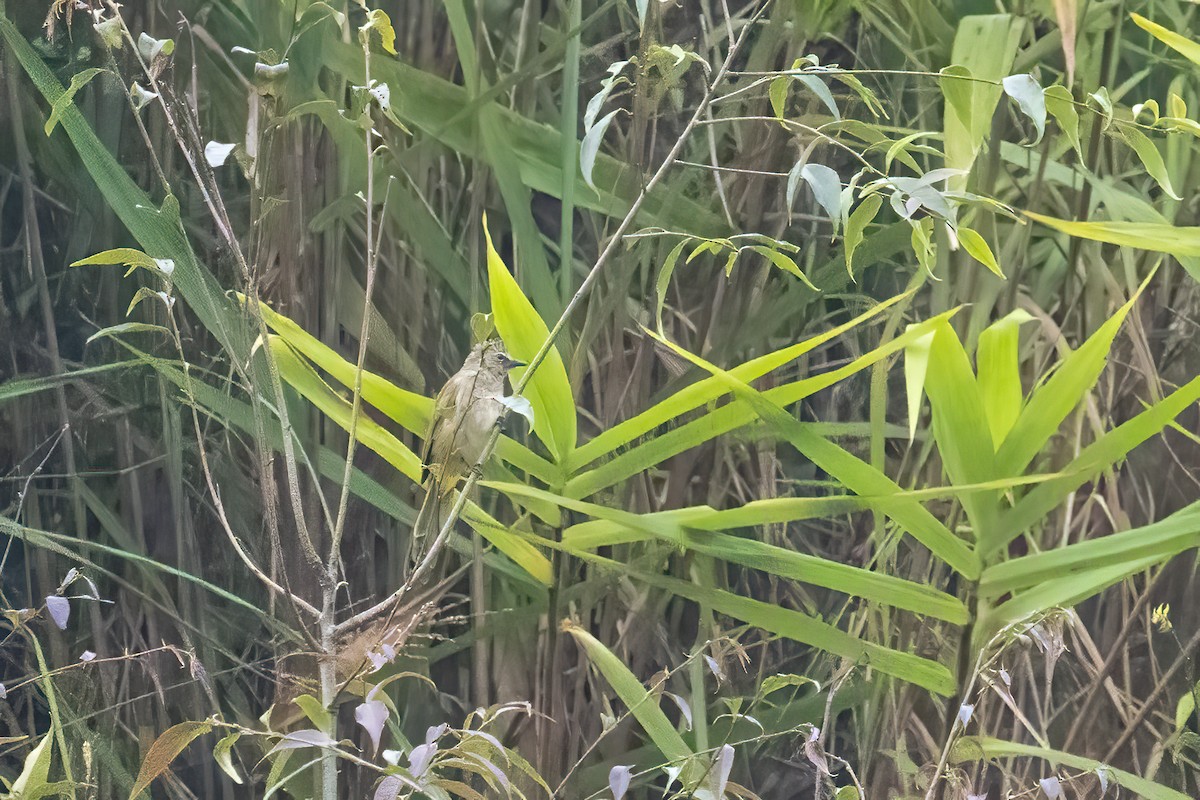 Flavescent Bulbul - ML645646492