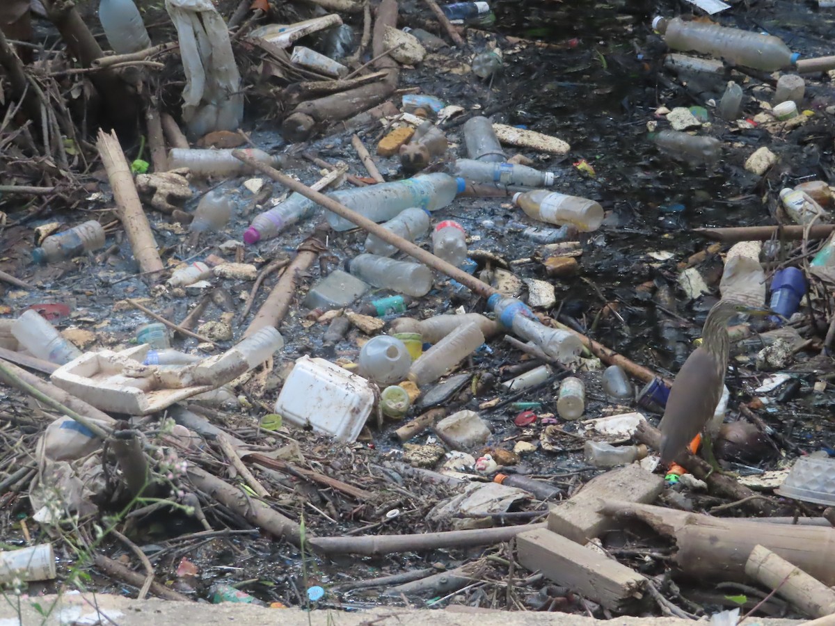 Chinese Pond-Heron - ML645646493