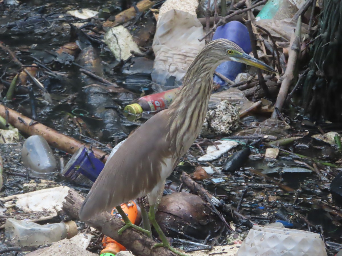Chinese Pond-Heron - ML645646494