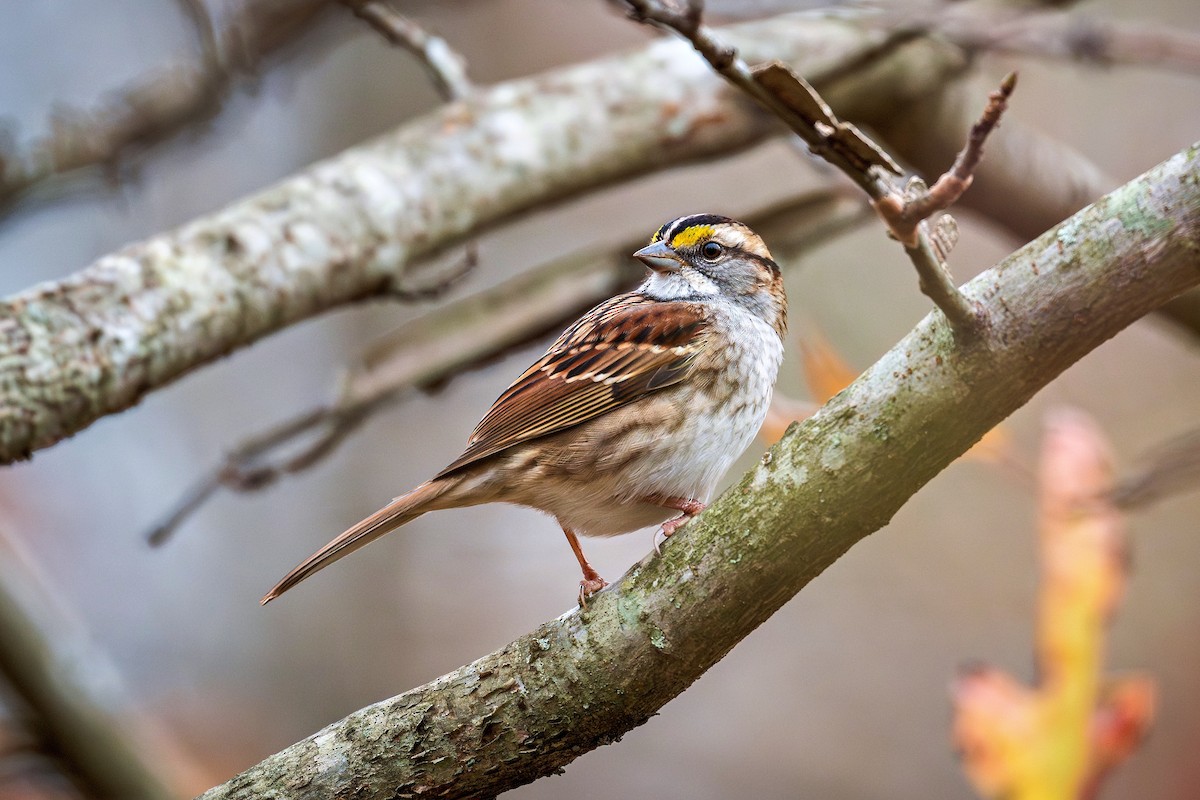 White-throated Sparrow - ML645646495