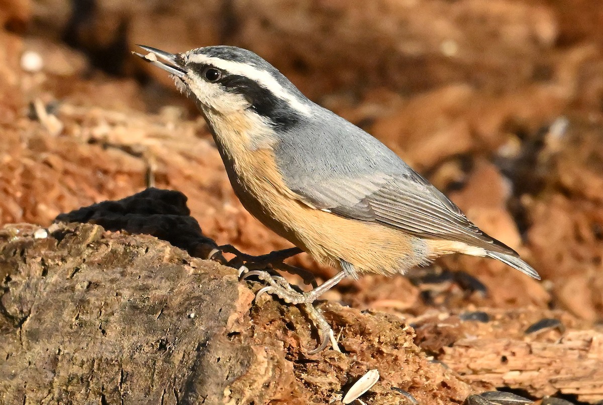 Garrapo kanadarra - ML645646497