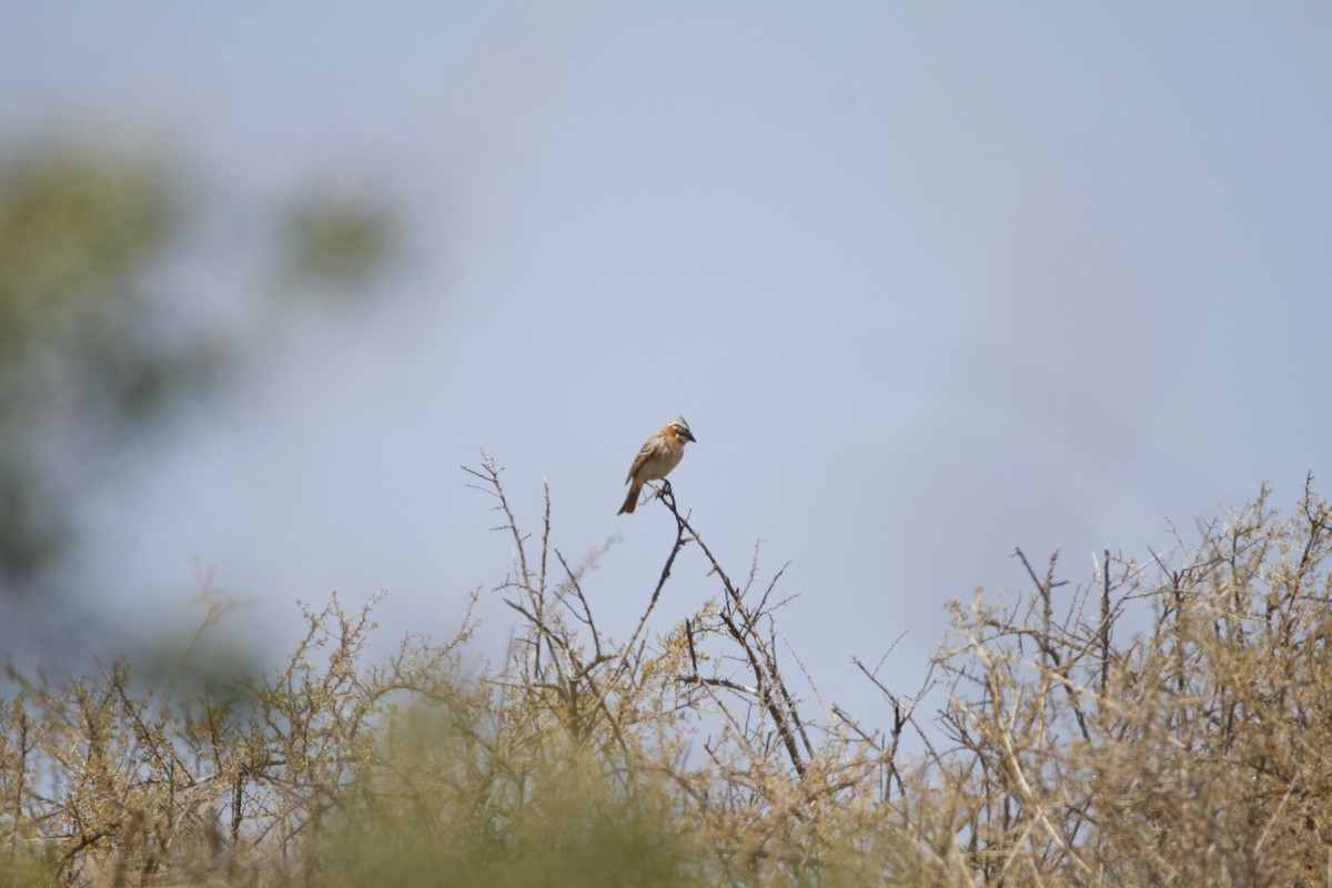 Rufous-collared Sparrow - ML645646498