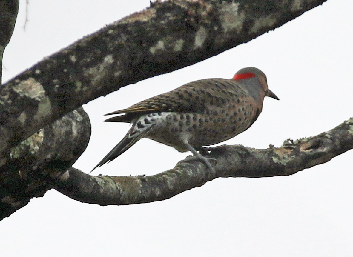 Northern Flicker - ML645646499
