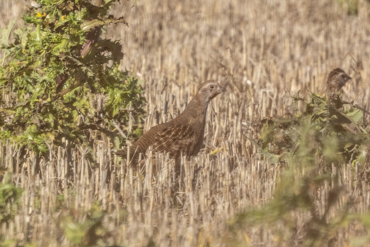 Eper grisa - ML645646502