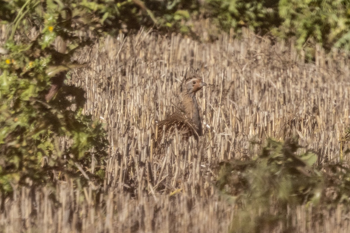 Eper grisa - ML645646503