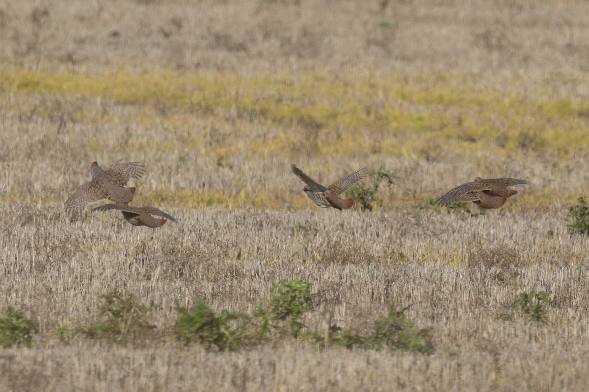 Eper grisa - ML645646504