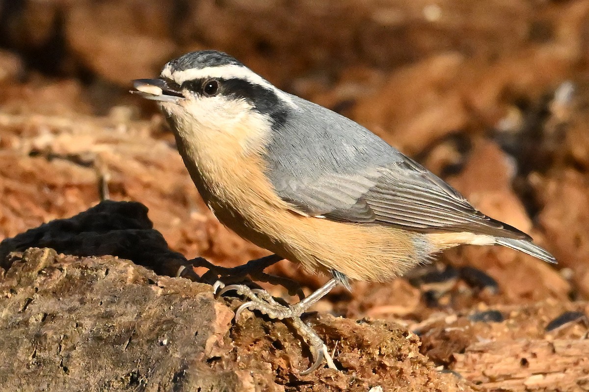 Garrapo kanadarra - ML645646505