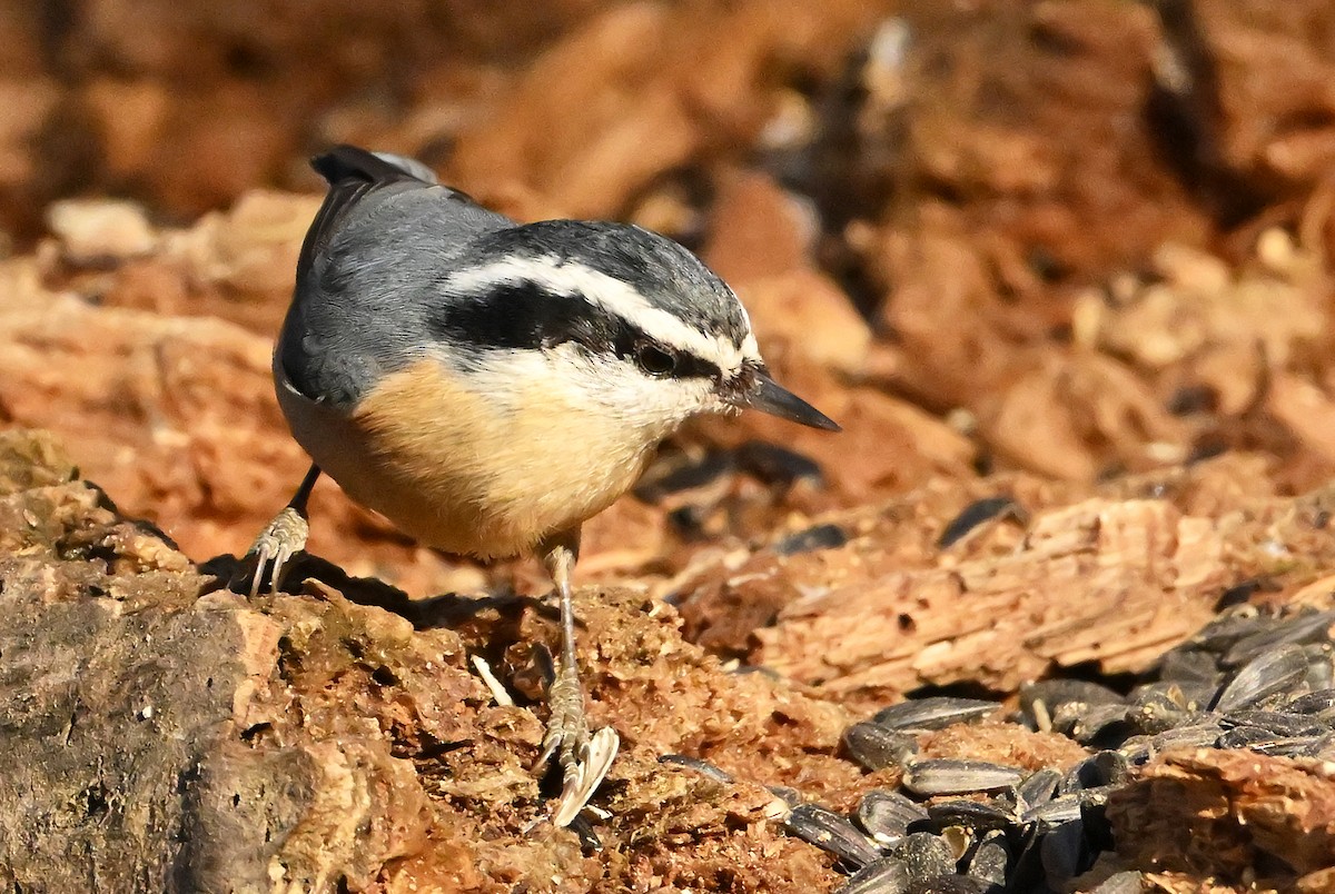 Garrapo kanadarra - ML645646506