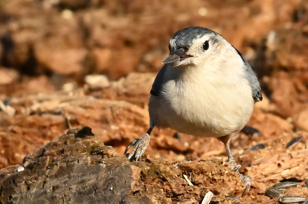 White-breasted Nuthatch - ML645646508