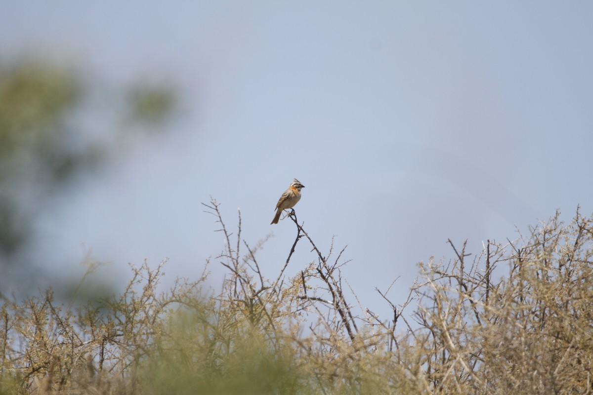 Rufous-collared Sparrow - ML645646509