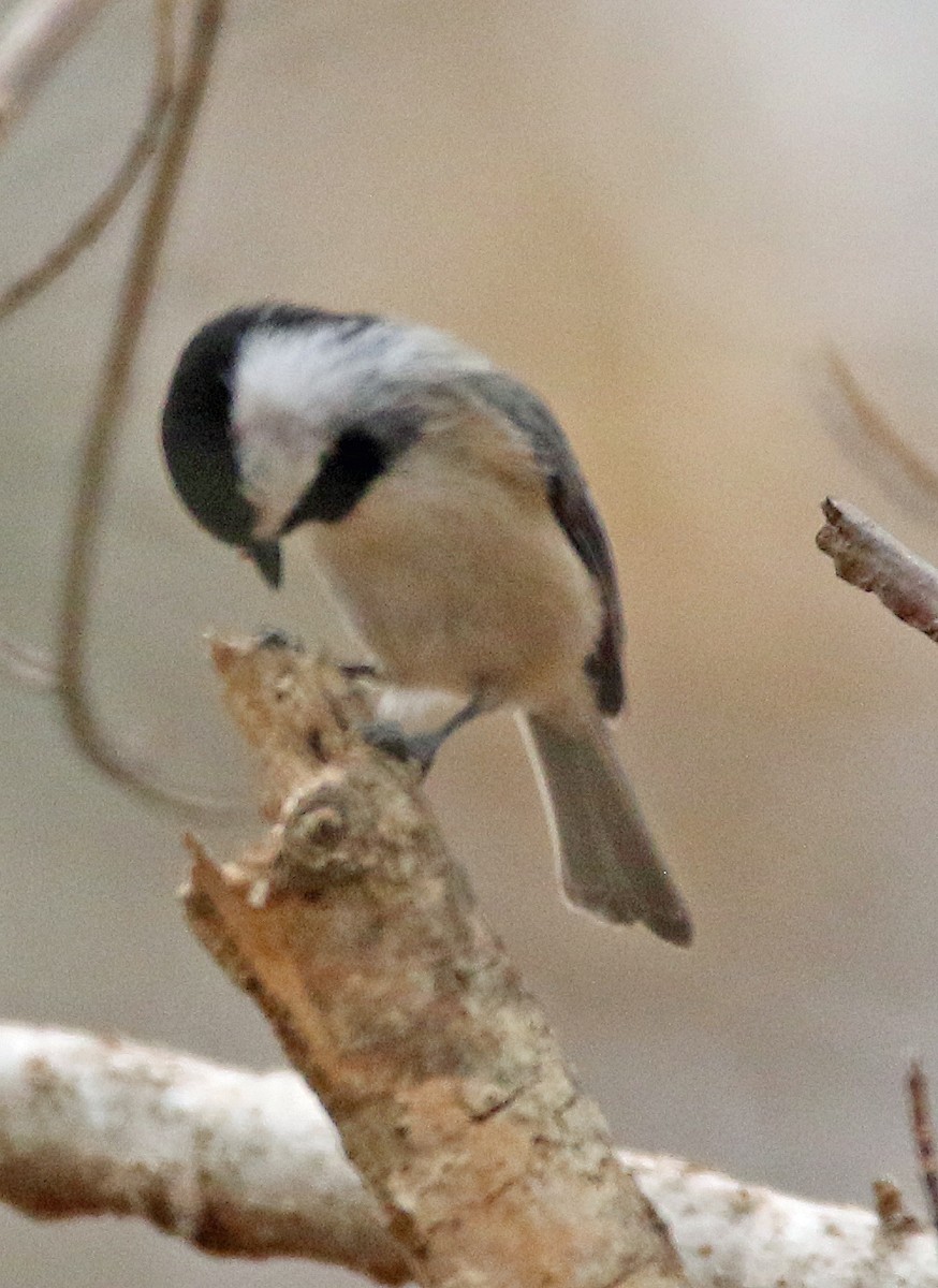 Carolina Chickadee - ML645646510