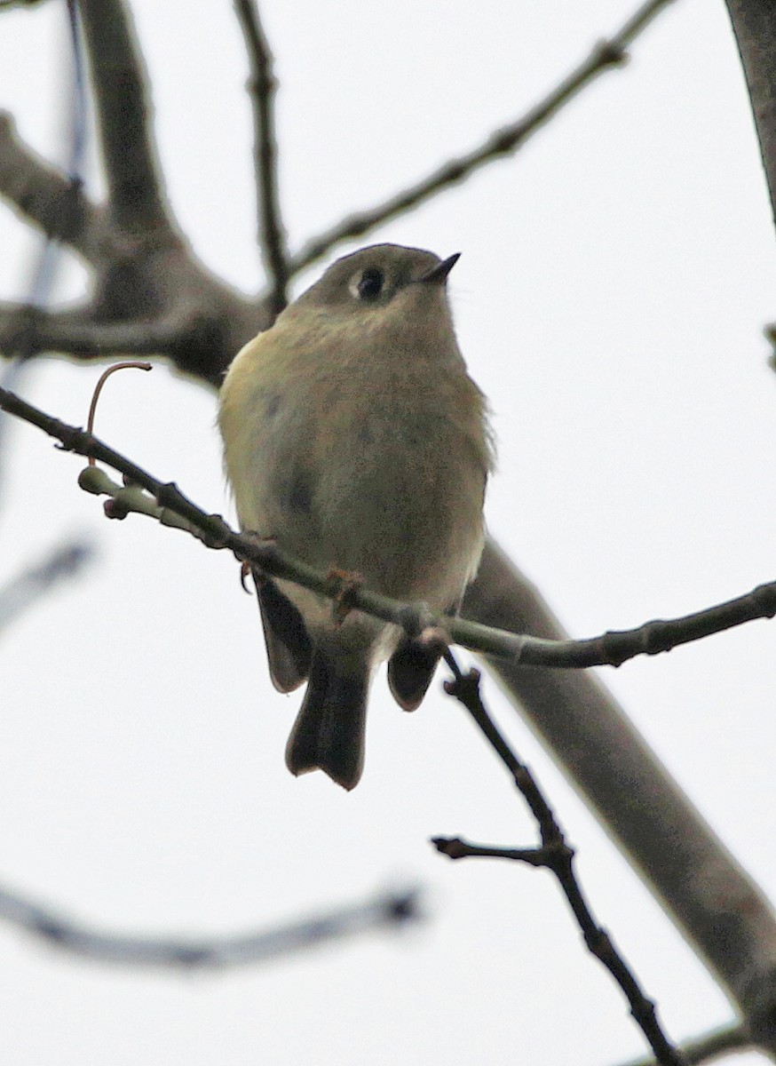 Erregetxo mottogorria - ML645646513