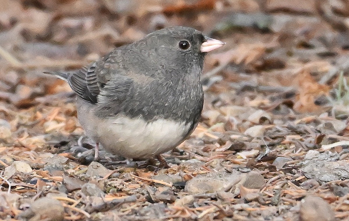 Dark-eyed Junco (Slate-colored) - ML645646514
