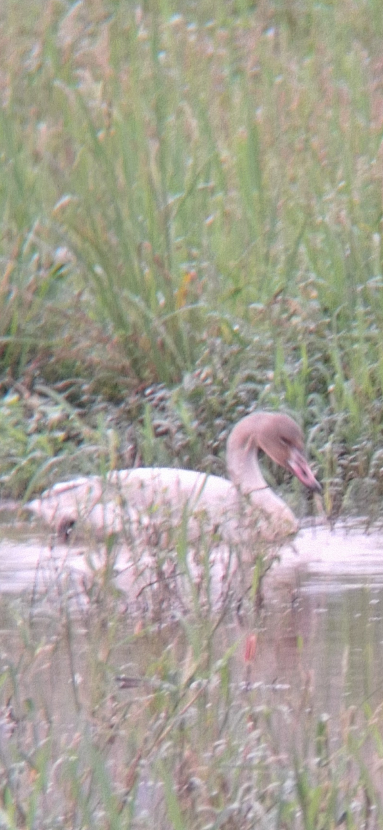 Tundra Swan - ML645646515