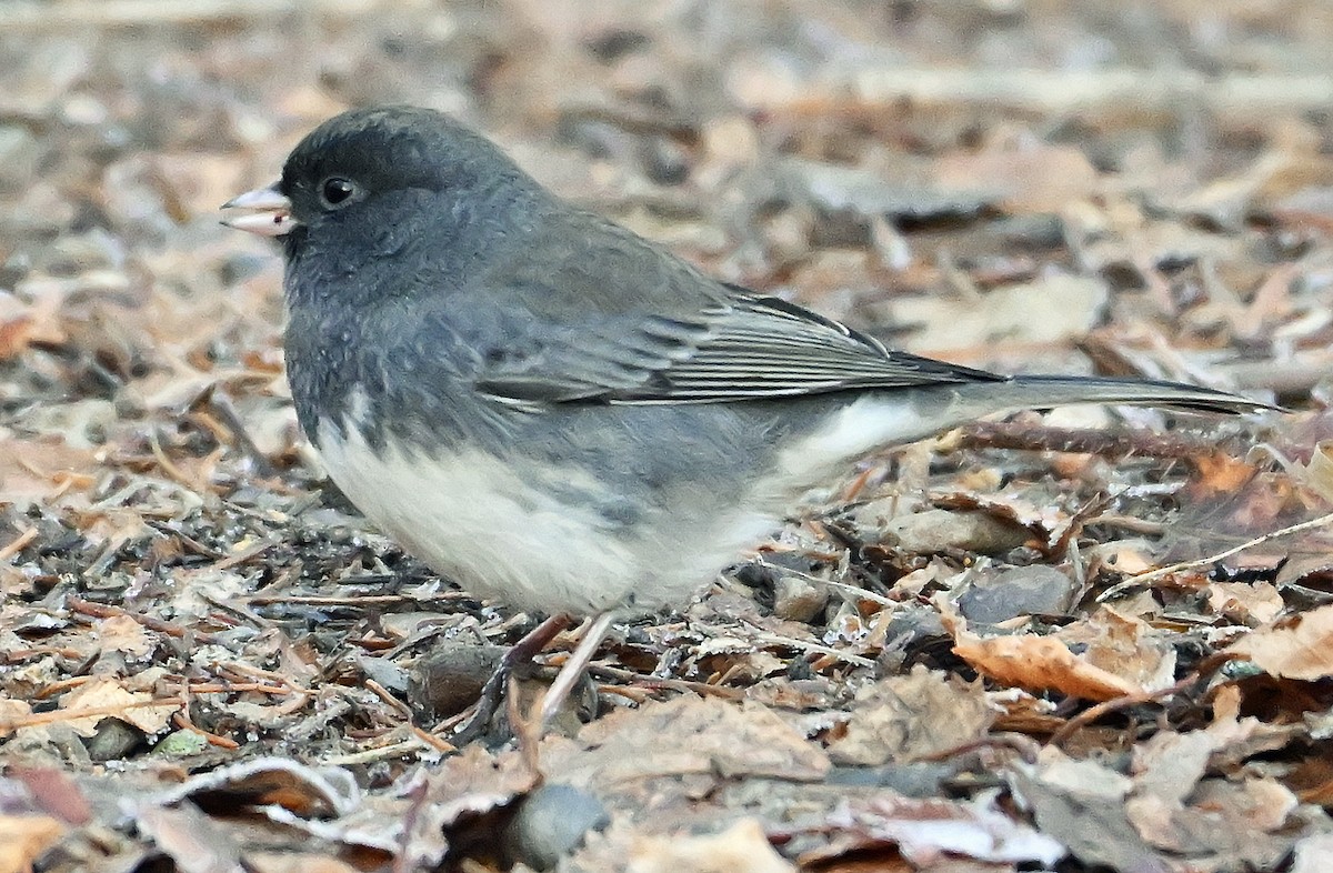 Dark-eyed Junco (Slate-colored) - ML645646516