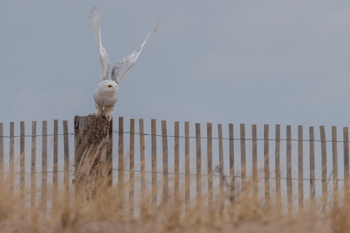 Elur-hontza - ML645646520