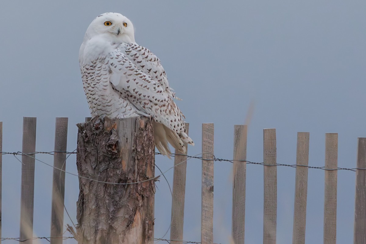 Elur-hontza - ML645646521