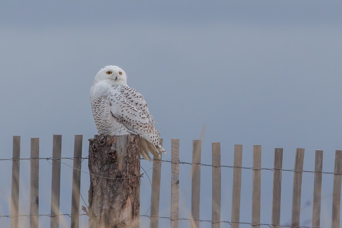 Elur-hontza - ML645646522