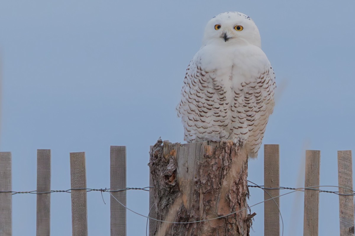 Elur-hontza - ML645646523