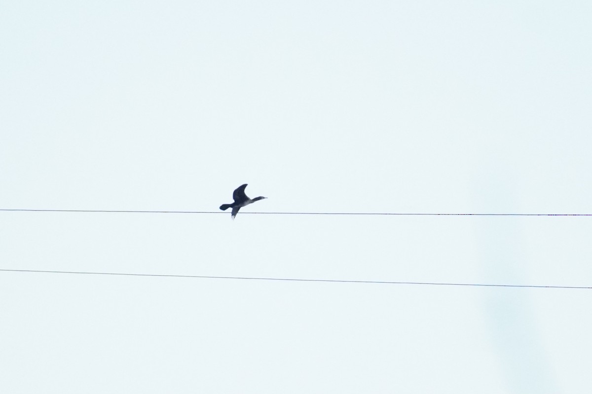 Great Cormorant - ML645646524