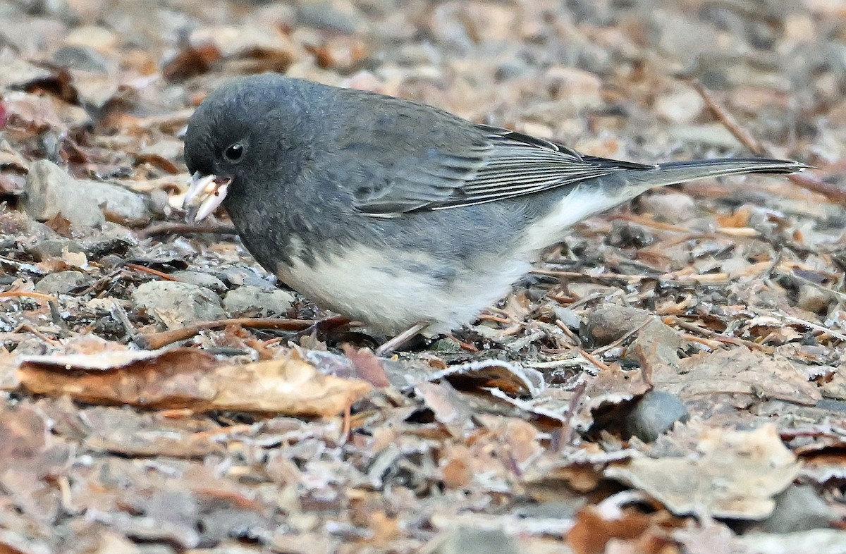 Dark-eyed Junco (Slate-colored) - ML645646526