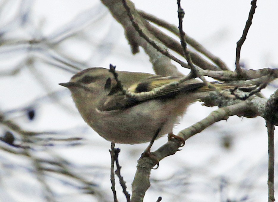 Erregetxo amerikarra - ML645646529