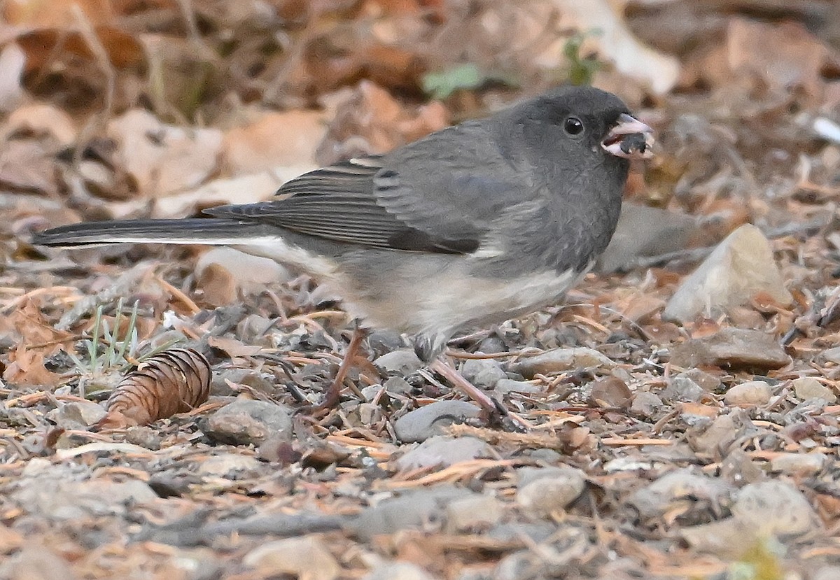 Dark-eyed Junco (Slate-colored) - ML645646530