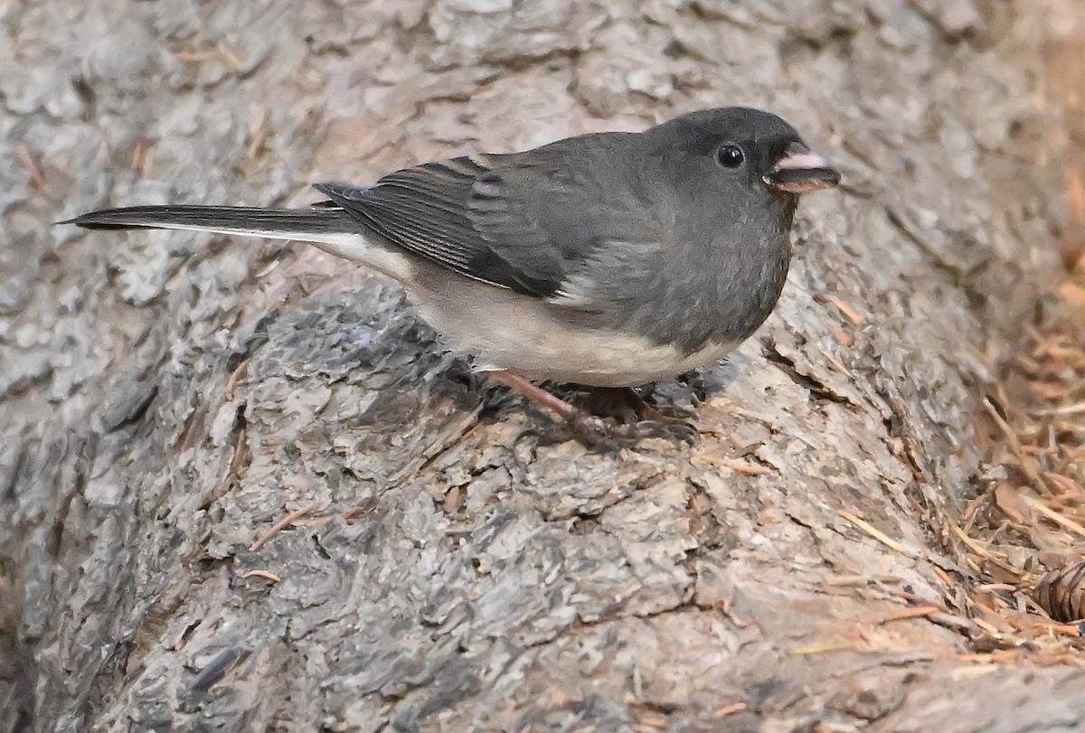 Dark-eyed Junco (Slate-colored) - ML645646531