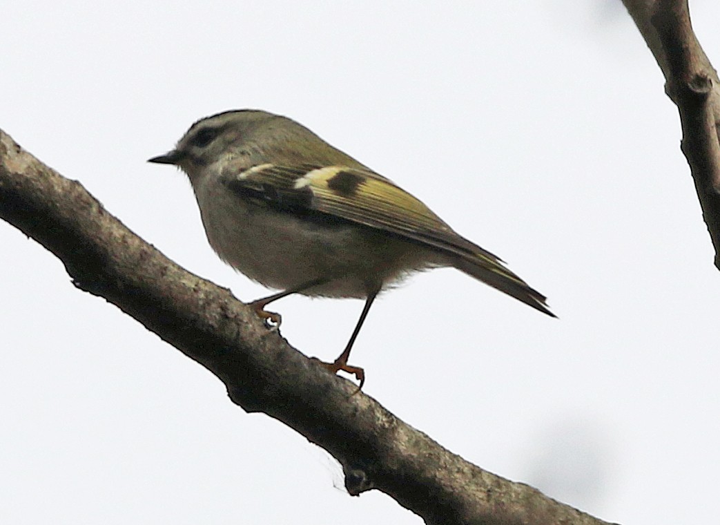 Erregetxo amerikarra - ML645646532