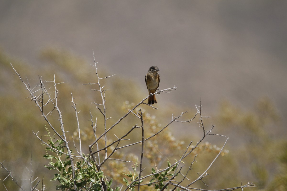 Cinnamon Warbling Finch - ML645646533
