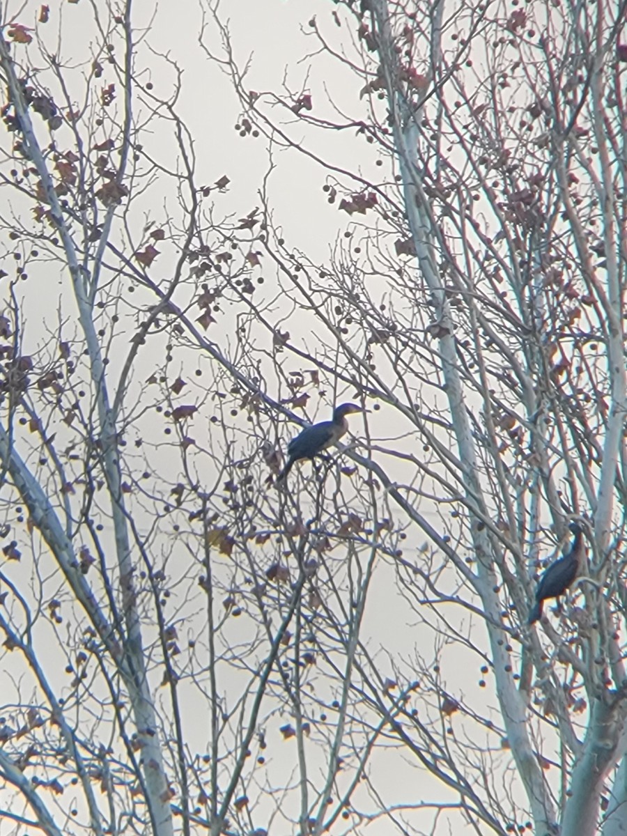 Great Cormorant - ML645646535