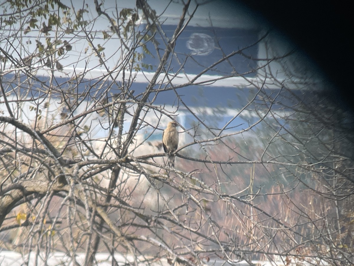 Yellow-headed Caracara - ML645646538