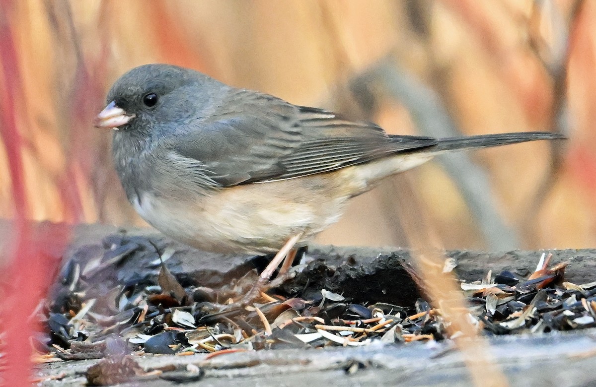 Dark-eyed Junco (cismontanus) - ML645646539