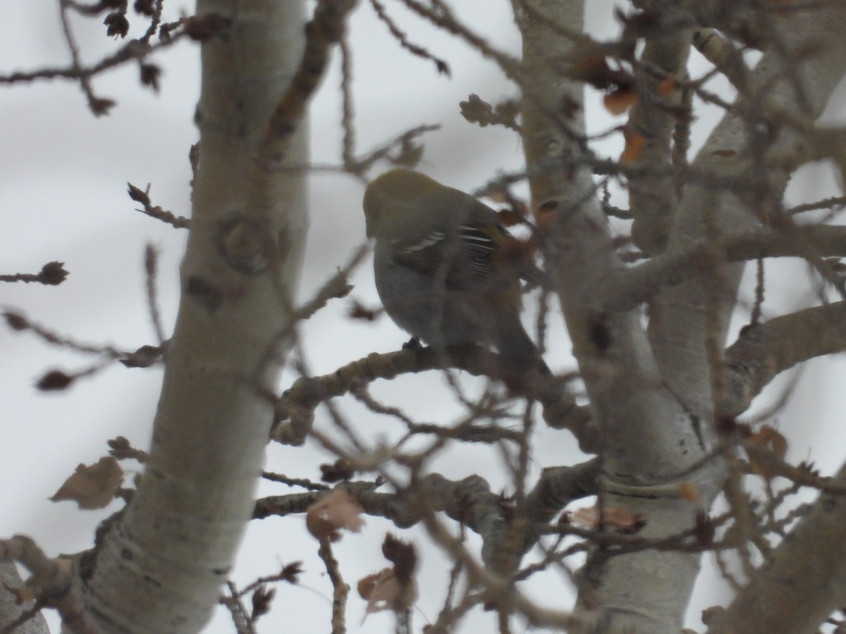 Pine Grosbeak - ML645646544