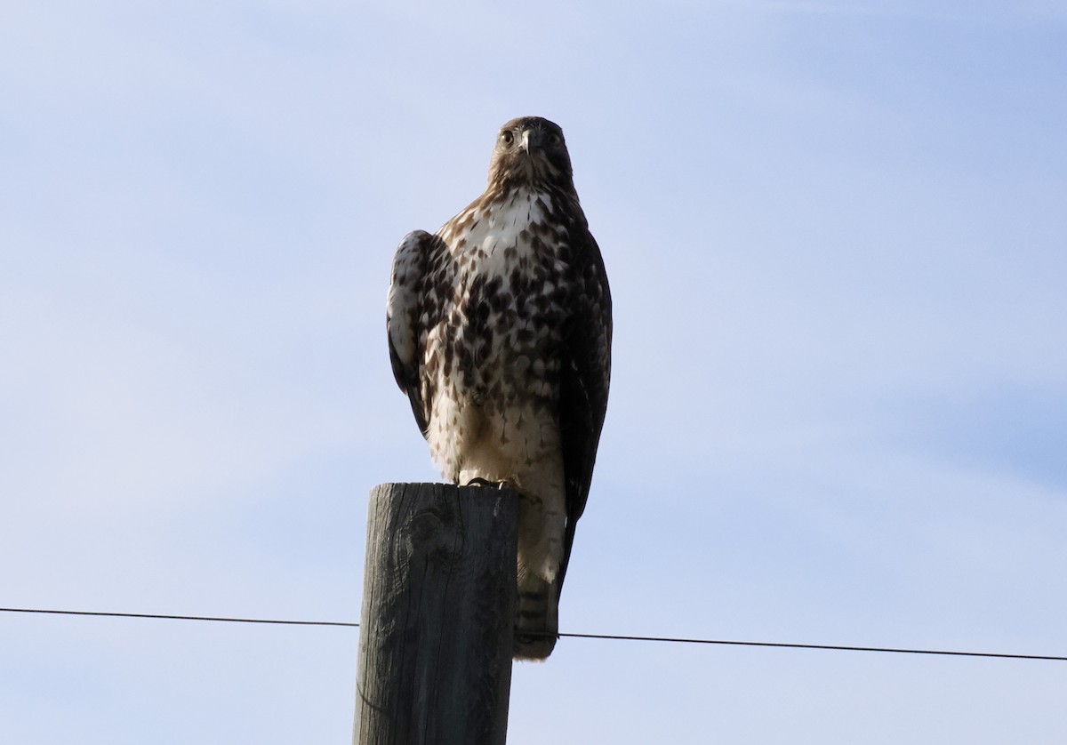 Red-tailed Hawk - ML645646553