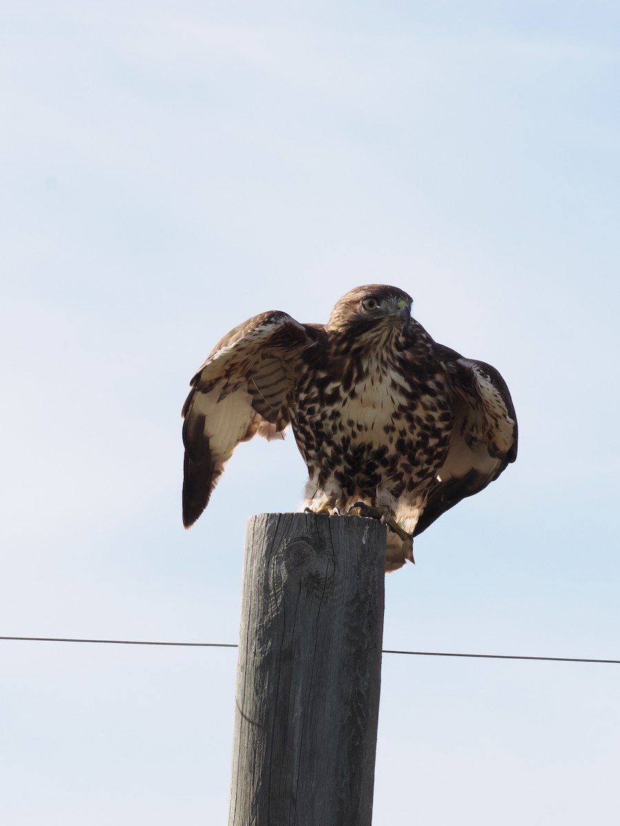 Red-tailed Hawk - ML645646555