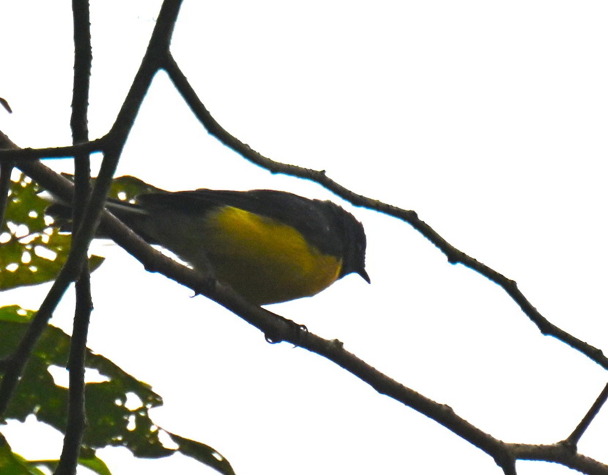 Slate-throated Redstart - ML645646562