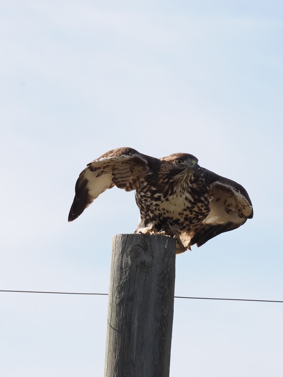 Red-tailed Hawk - ML645646564