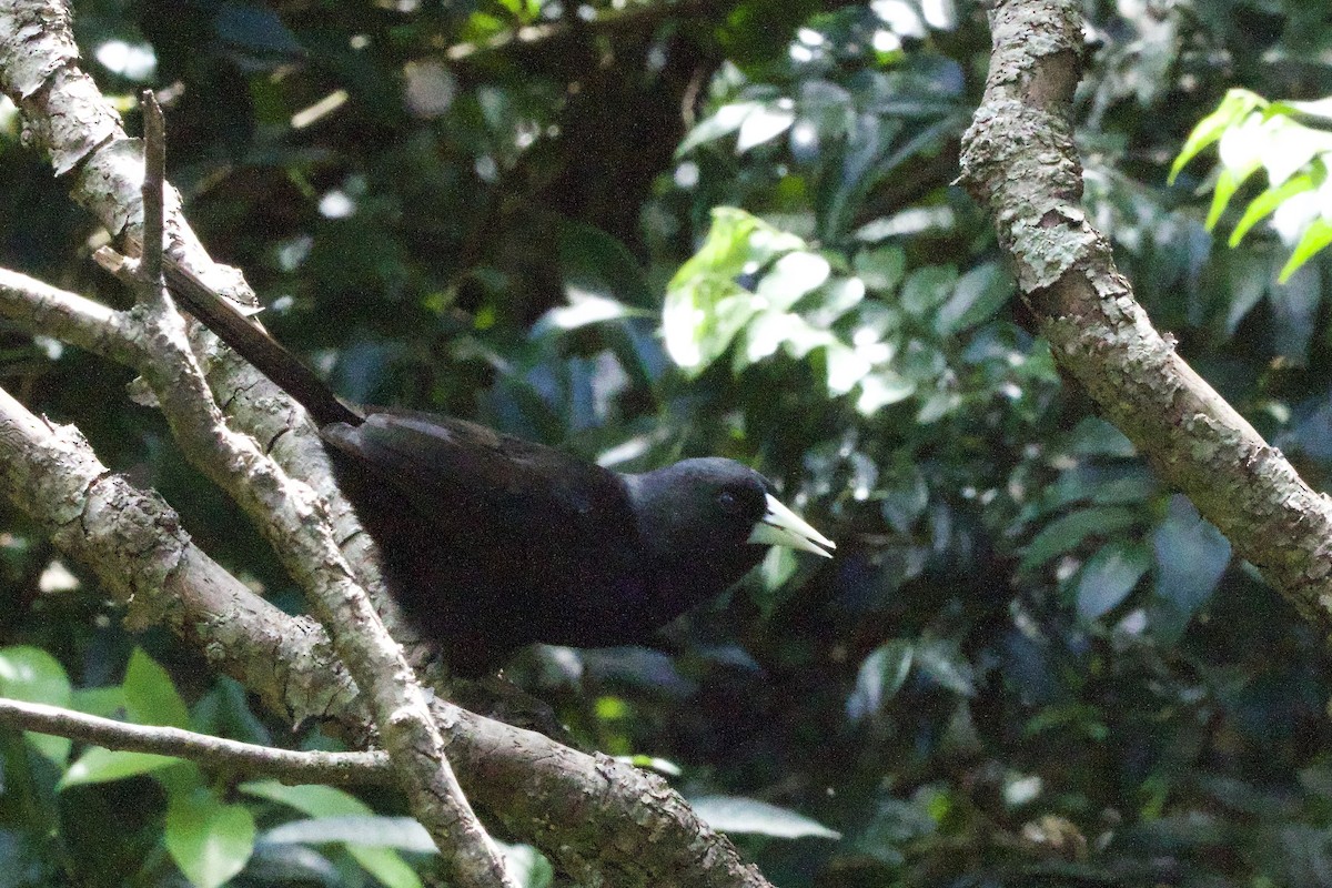 Solitary Black Cacique - ML645646567