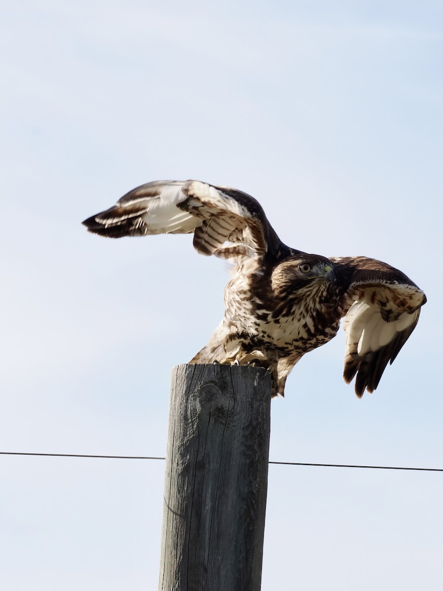 Red-tailed Hawk - ML645646568