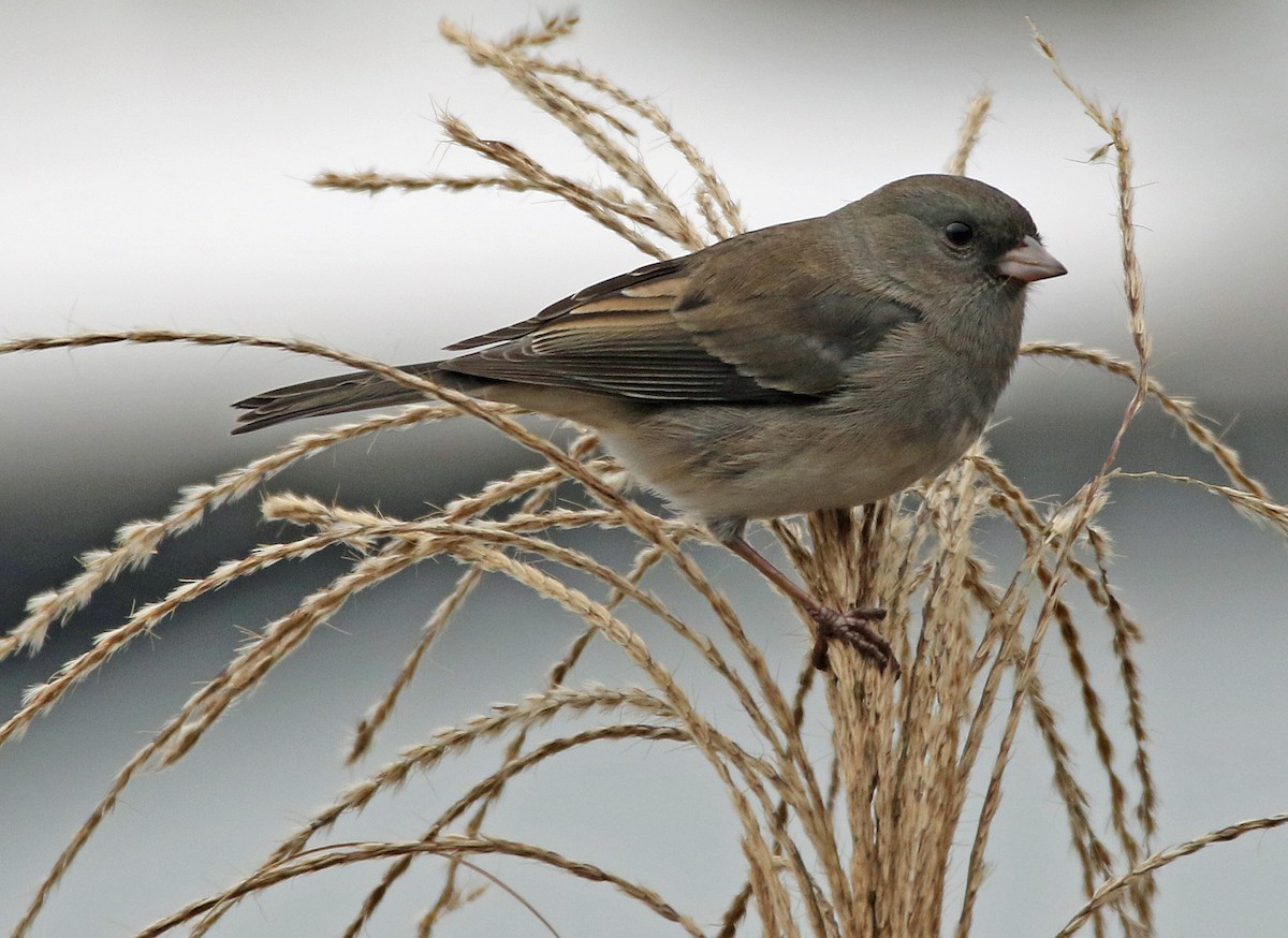 Dark-eyed Junco - ML645646574