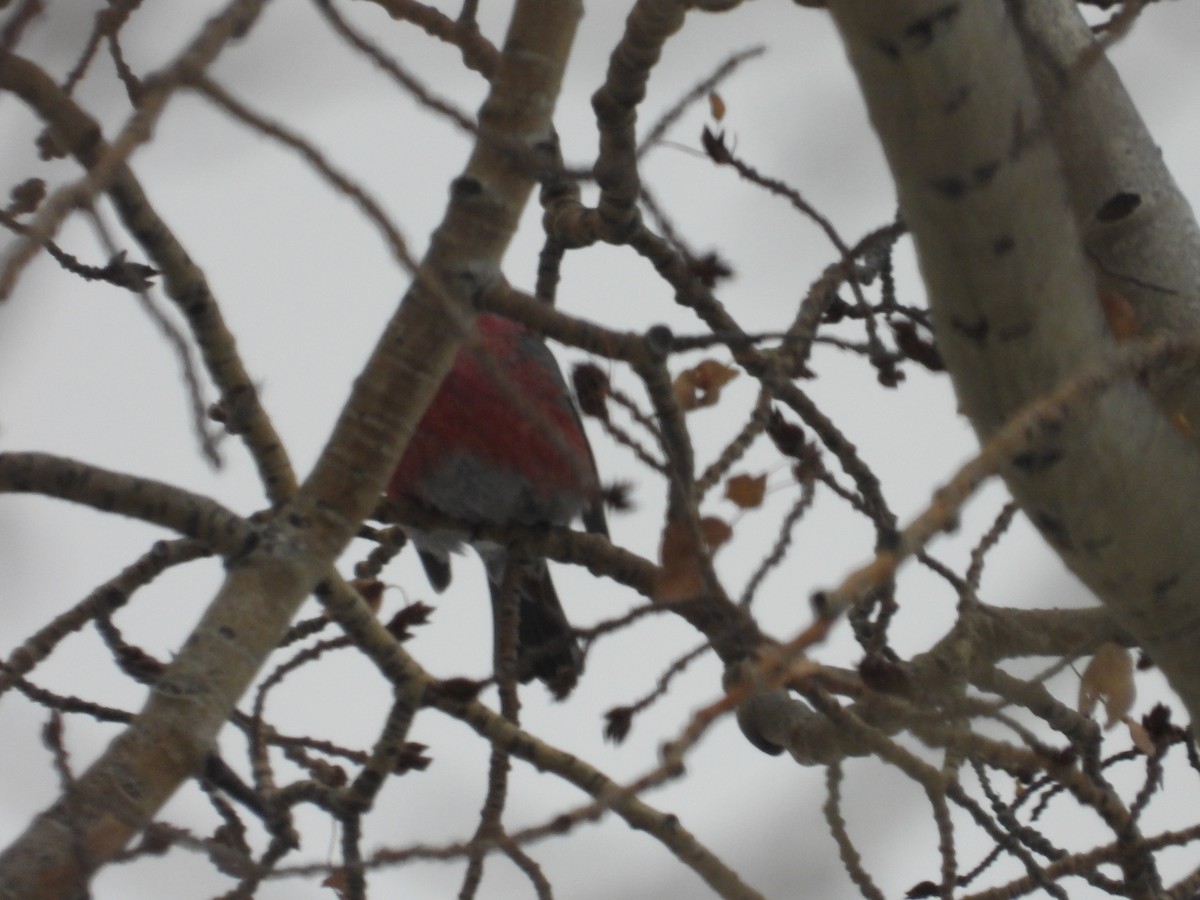 Pine Grosbeak - ML645646580