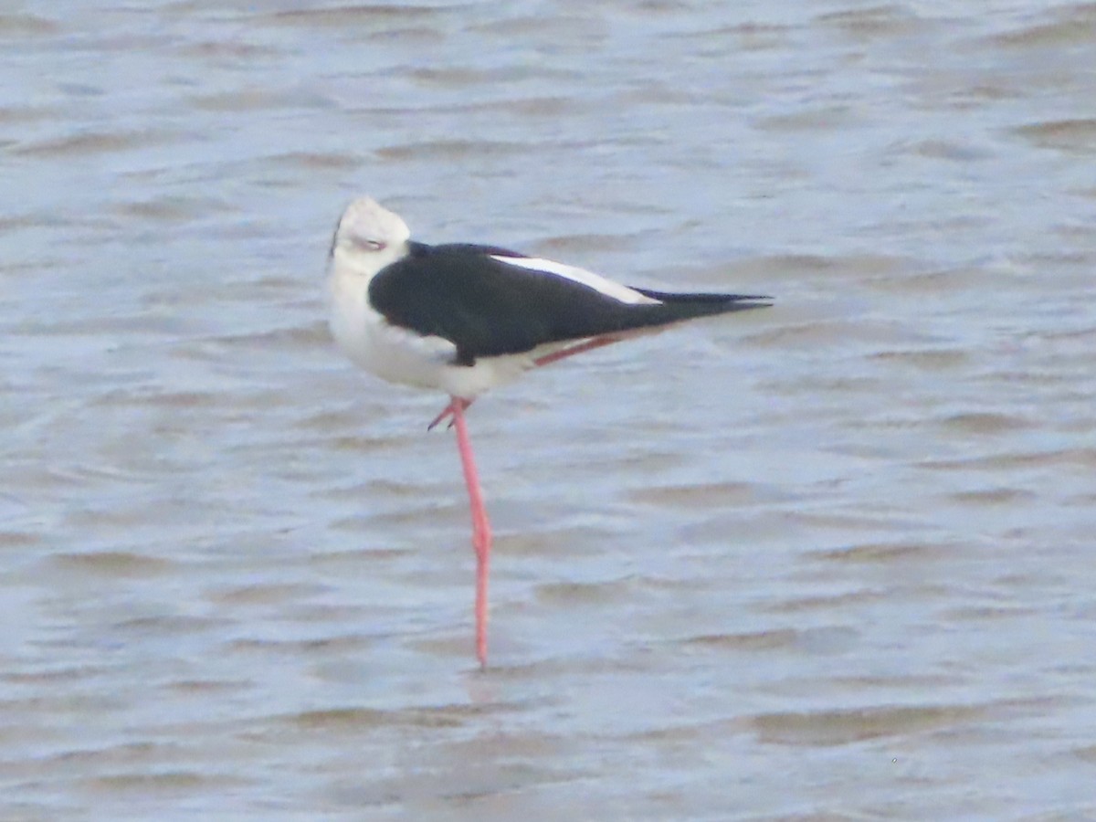 Zankaluze eurasiarra - ML645646584