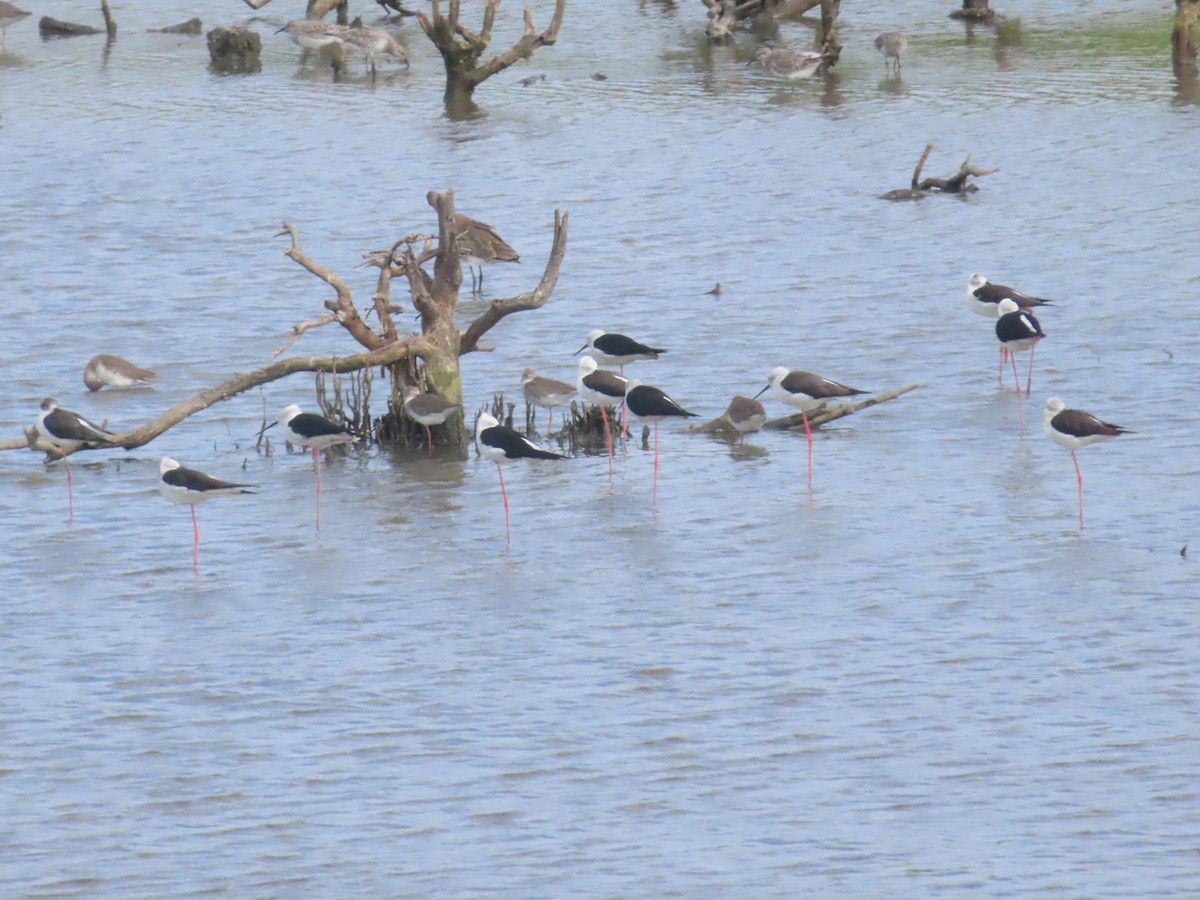 Zankaluze eurasiarra - ML645646585