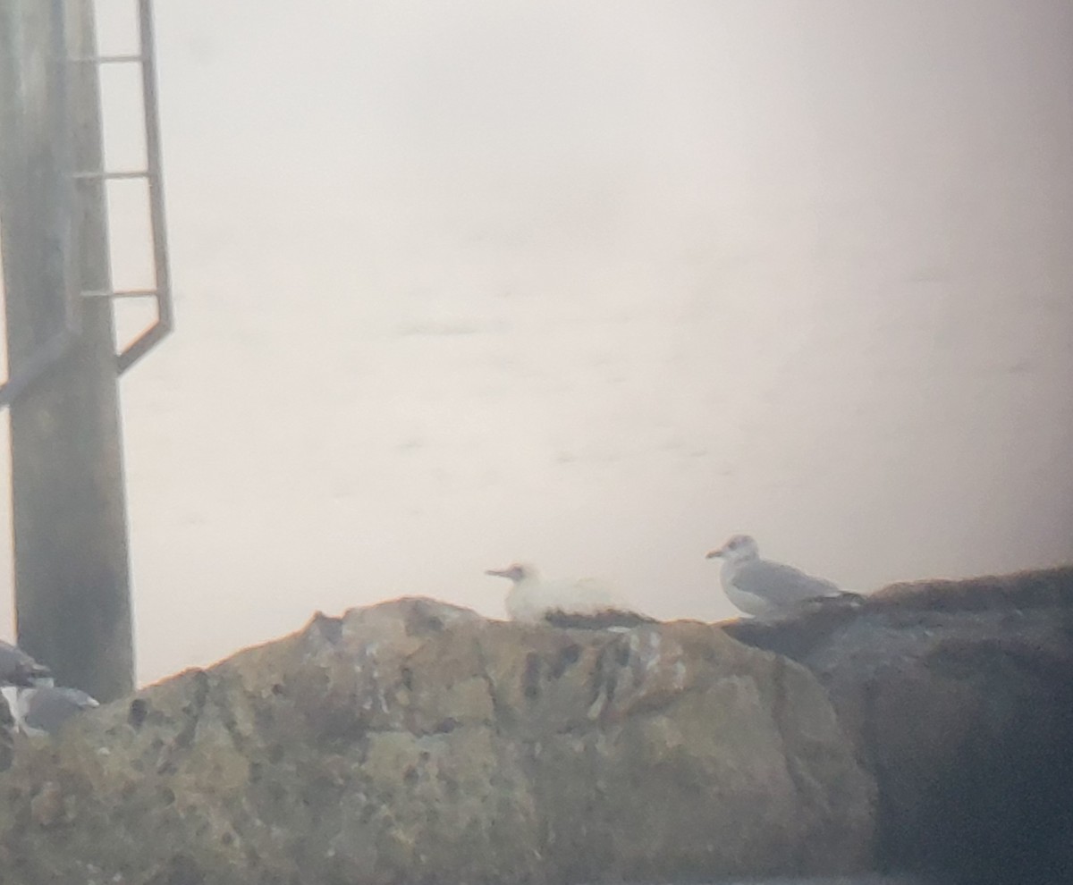 Red-footed Booby - ML645646586