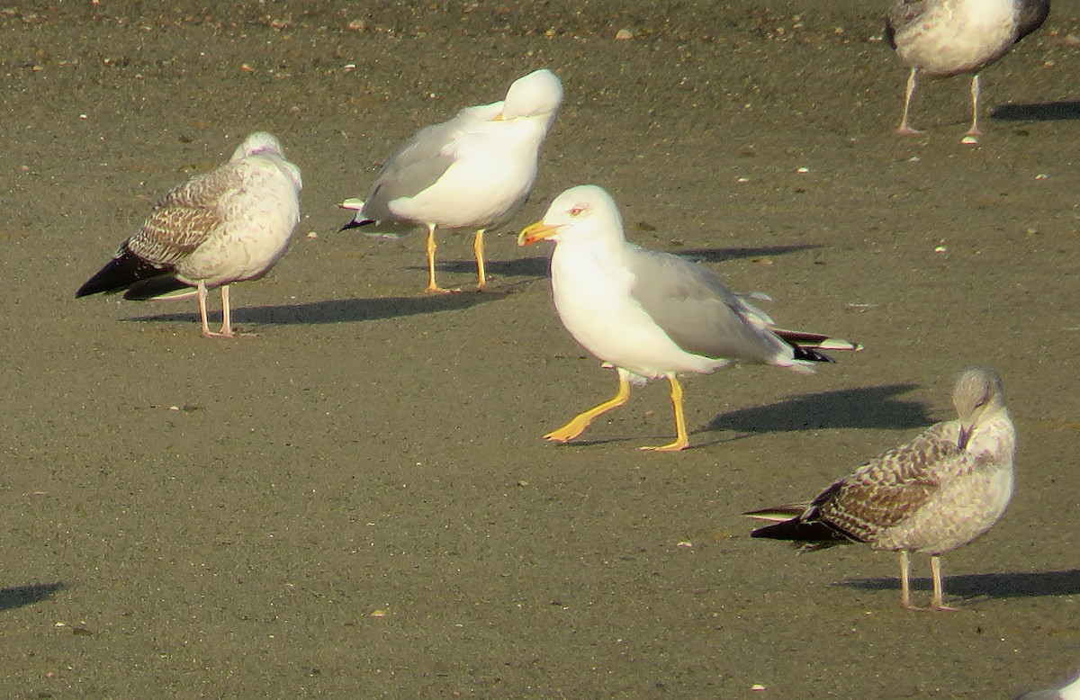 racek středomořský - ML645646588