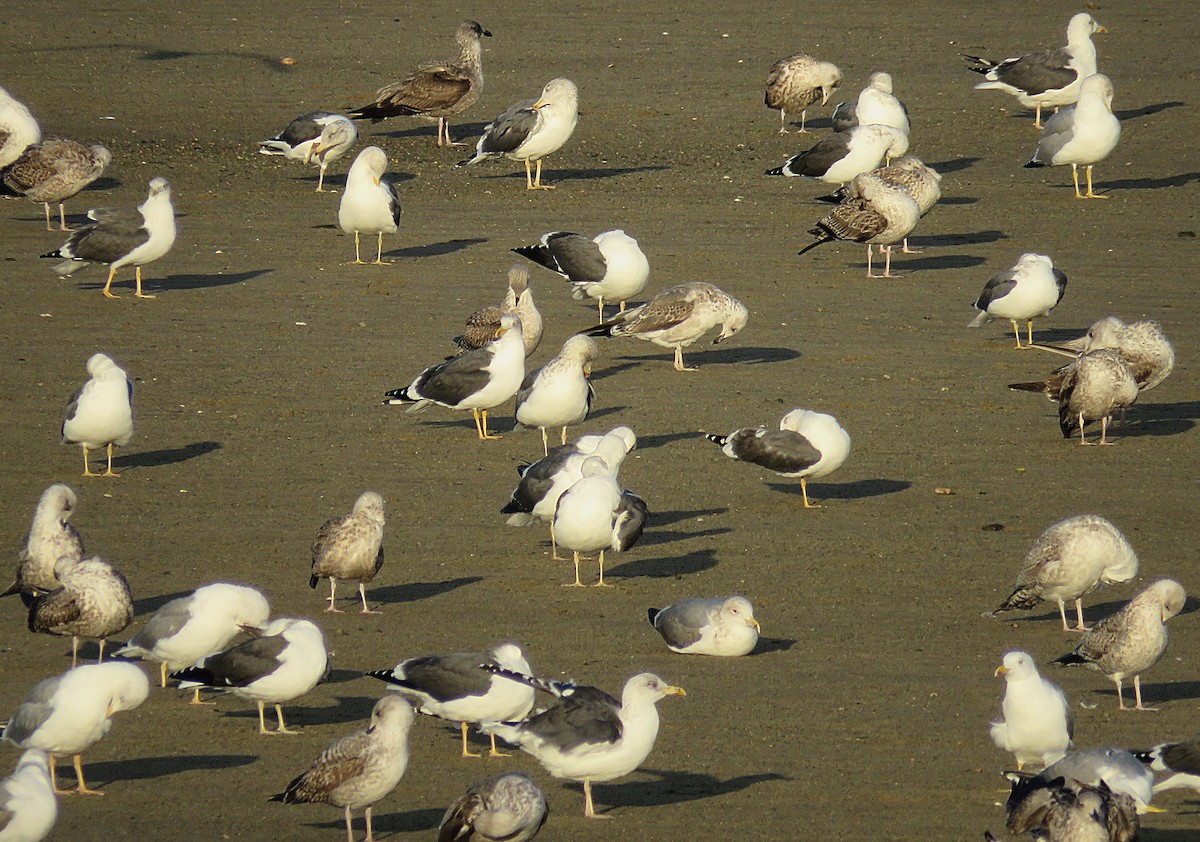 racek středomořský - ML645646589