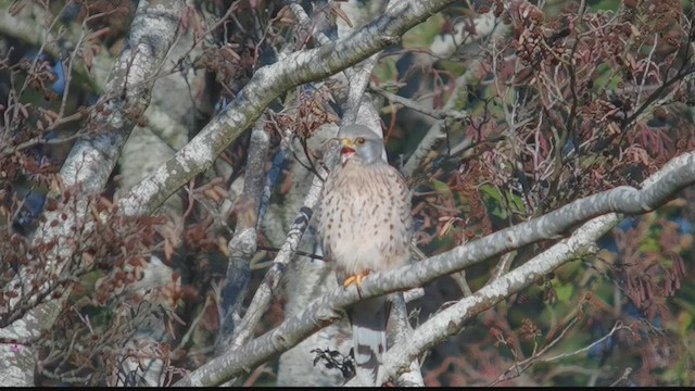 Пустельга - ML645646590