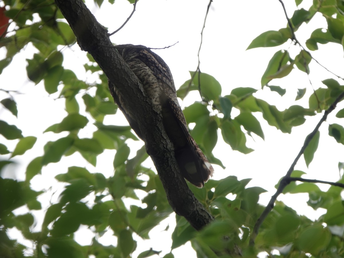 Gray Nightjar - ML645646619